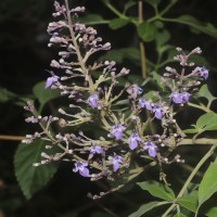 Vitex trifolia subsp. trifolia